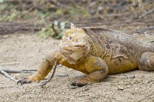 Galapagos Land Iguana (Conolophus subcristatus)